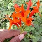 Tecoma capensis Flower