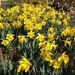 Narcissus pseudonarcissus Costuma