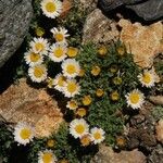 Erigeron vagus Hábito