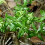 Galium porrigens Hábito