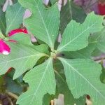 Euphorbia heterophylla Folha