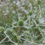 Eryngium campestreКветка