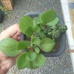 Euphorbia ritchiei List