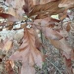 Quercus falcata Leaf