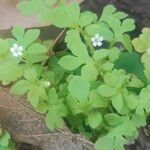 Nemophila aphylla Hoja