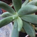 Pachyphytum oviferum List