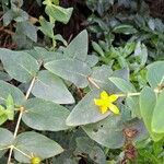 Hypericum grandifoliumപുഷ്പം