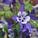 Aquilegia saximontanaFlower