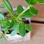 Felicia amelloides Leaf