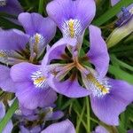 Iris unguicularis Květ