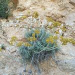 Helichrysum saxatile