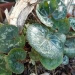 Cyclamen persicum 葉
