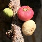 Ficus salicifolia Fruit