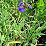 Iris setosa 整株植物