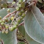 Byrsonima verbascifolia Fruit