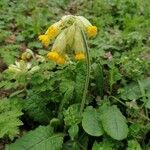 Primula veris Blüte