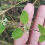 Lippia origanoides Ліст