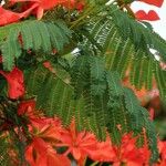 Delonix regia Hoja