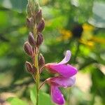 Desmodium canadense Blüte