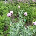 Papaver somniferumFlower