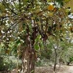 Pterospermum acerifolium Habit