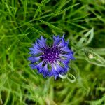 Centaurea cyanusപുഷ്പം