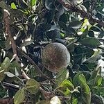 Aegle marmelos ഫലം