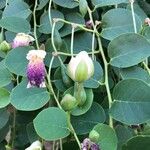 Capparis spinosaΛουλούδι