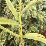 Polygonatum verticillatum Ffrwyth