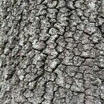 Quercus marilandica Bark