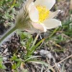 Anemone vernalis Lorea