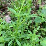 Galium aparineKvet