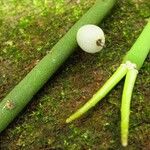 Rhipsalis floccosa Fruit