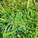 Asphodeline lutea برگ