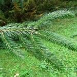 Picea brachytyla Otro