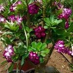 Adenium obesumFlors