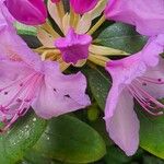 Rhododendron ponticum Цвят
