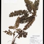 Lindsaea divaricata Лист