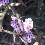 Limonium tuberculatum Flower