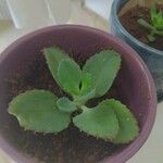 Kalanchoe daigremontianaLeaf