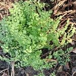 Adiantum capillus-veneris Hoja