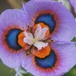 Moraea villosa Kvet