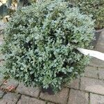 Ilex crenata পাতা