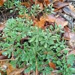 Haplopappus glutinosus Leaf