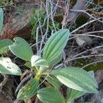 Tuberaria lignosa Blatt