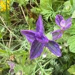 Salvia viridis Flower