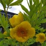 Paeonia ludlowii Цветок