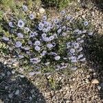 Globularia vulgarisKvět