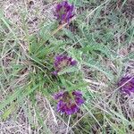 Astragalus crassicarpus Цветок