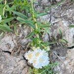 Achillea ptarmica Virág